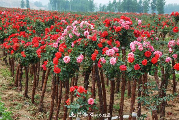南陽(yáng)樹(shù)狀月季在綠化中的用途(圖4)