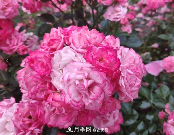 月季“拍了拍”你，關(guān)于月季的歷史文化，你知道多少？(圖1)