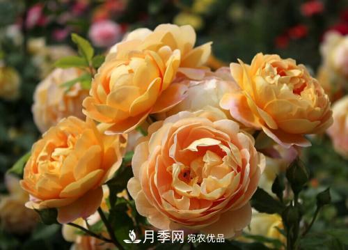 養月季5年，總結出4種盆栽月季，好看又好看驚艷時(shí)光(圖4)