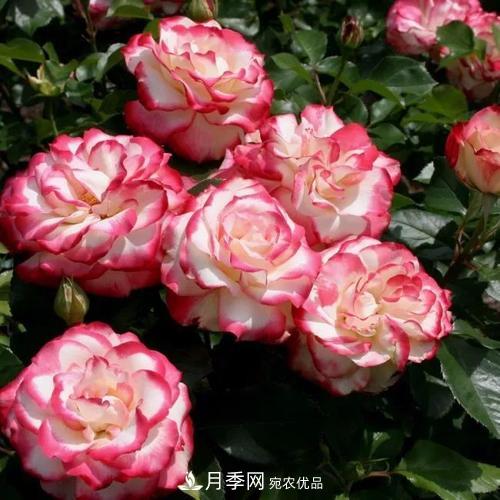 養月季5年，總結出4種盆栽月季，好看又好看驚艷時(shí)光(圖5)
