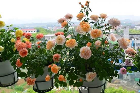月季品種總結大全，詳細的月季品種選擇(圖2)