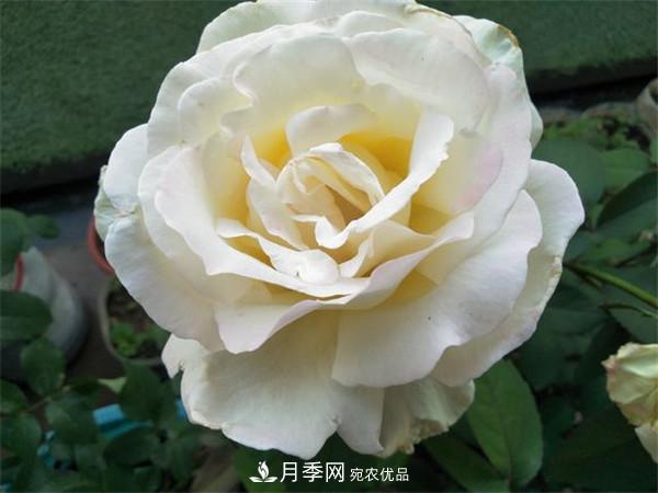 據說(shuō)大花月季有上萬(wàn)個(gè)品種？大花月季品種大全！(圖8)