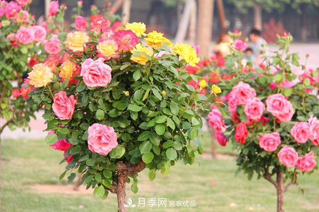 月季樹(shù)花期長(cháng)，花型好看，栽種簡(jiǎn)單，適合盆栽地栽(圖2)