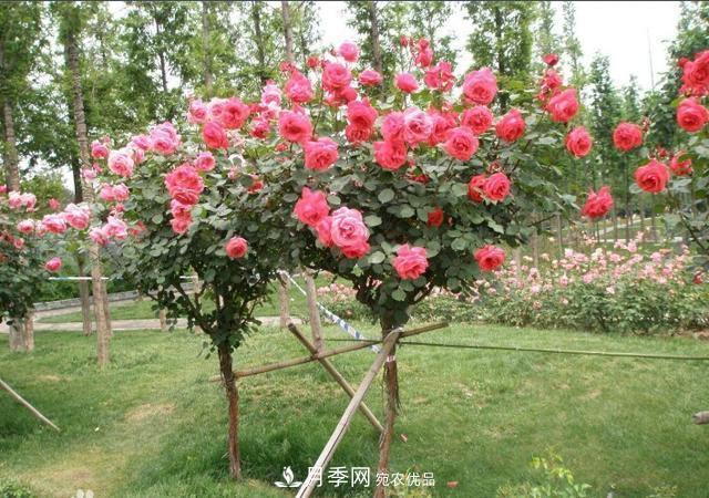 月季樹(shù)花期長(cháng)，花型好看，栽種簡(jiǎn)單，適合盆栽地栽(圖3)