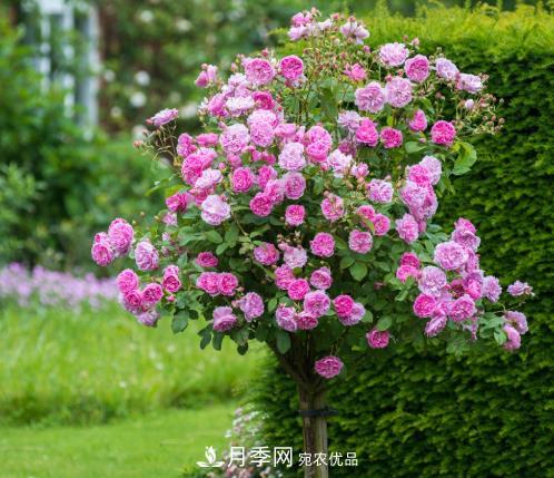 多種選擇，樹(shù)狀月季用什么樹(shù)做樹(shù)樁比較好？(圖4)