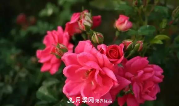 苗木工程人必看，六大品種類(lèi)型月季在園林綠化中的運用！(圖6)