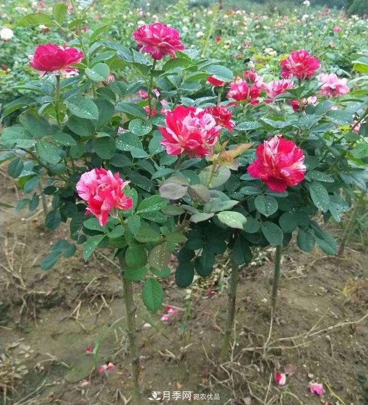 南陽(yáng)小高桿月季樹(shù)花開(kāi)驚艷，批發(fā)價(jià)格低到多少錢(qián)呢！(圖2)