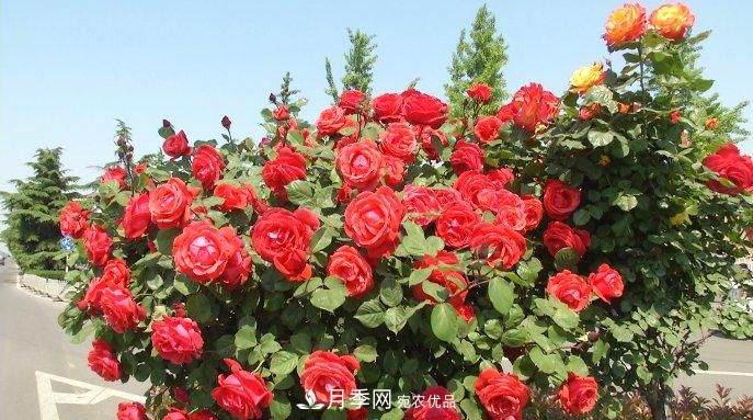 山東濟寧街頭月季花開(kāi)正艷 芳香怡人(圖2)