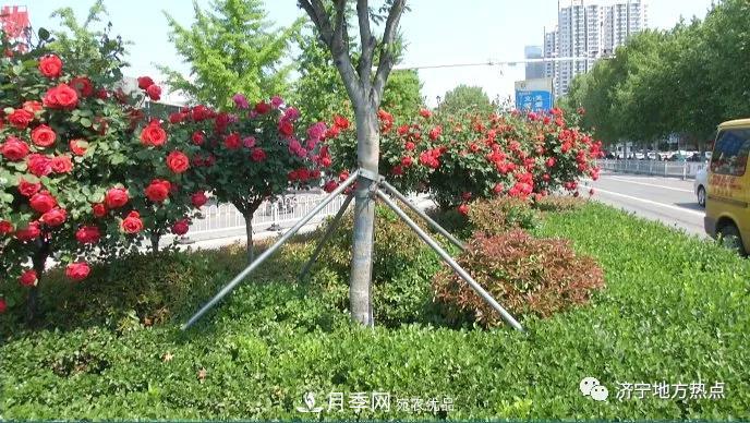 山東濟寧街頭月季花開(kāi)正艷 芳香怡人(圖3)