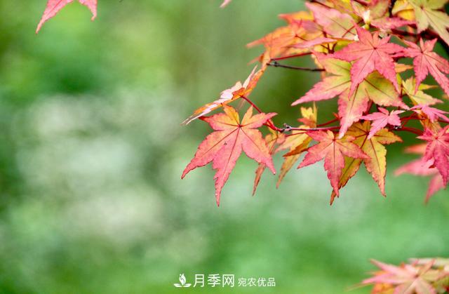 區別紅楓和雞爪槭，帶你認識彩葉苗木雞爪槭(qì)(圖4)