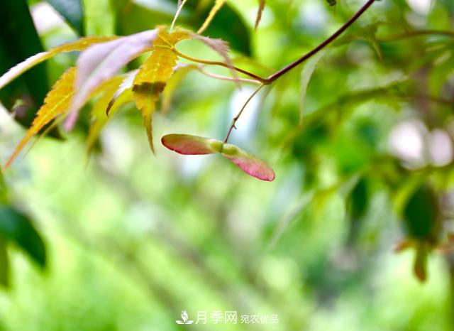 區別紅楓和雞爪槭，帶你認識彩葉苗木雞爪槭(qì)(圖2)
