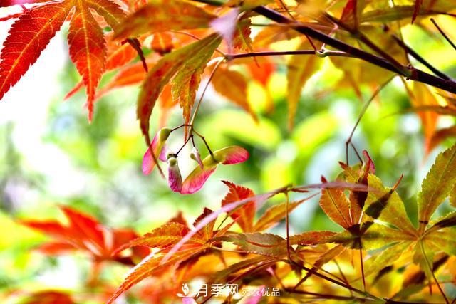 區別紅楓和雞爪槭，帶你認識彩葉苗木雞爪槭(qì)(圖3)