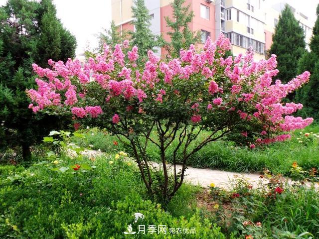 1棵紫薇開(kāi)花1000朵，花期達100天，人稱(chēng)“百日紅”，能活100年(圖2)