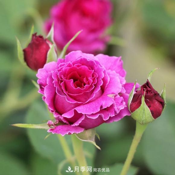 8款冷門(mén)月季，表現特別好，但是養的人不多(圖6)