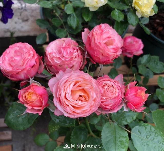 8款冷門(mén)月季，表現特別好，但是養的人不多(圖4)