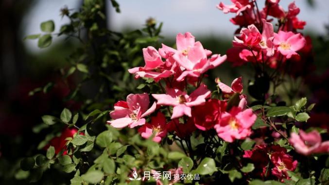 初夏，于山東梁山縣濱河大道邂逅月季花海(圖1)