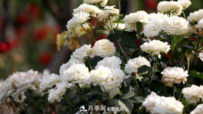 初夏，于山東梁山縣濱河大道邂逅月季花海(圖6)