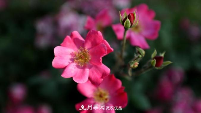 初夏，于山東梁山縣濱河大道邂逅月季花海(圖7)