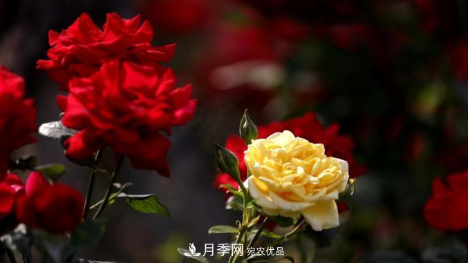 初夏，于山東梁山縣濱河大道邂逅月季花海(圖5)