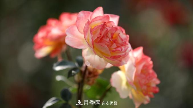 初夏，于山東梁山縣濱河大道邂逅月季花海(圖8)