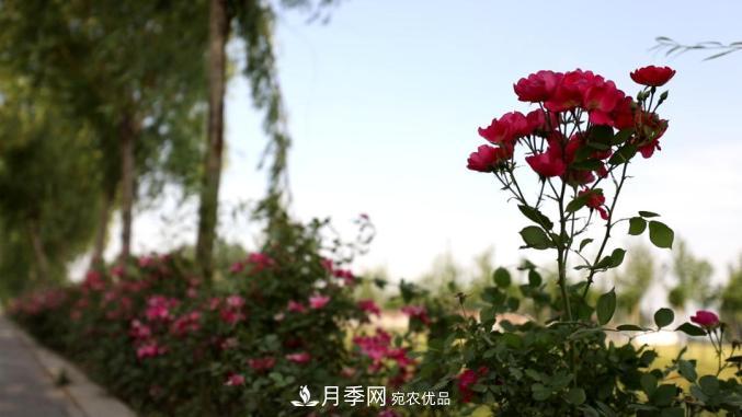 初夏，于山東梁山縣濱河大道邂逅月季花海(圖9)