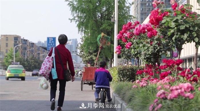 用臥龍月季花海裝扮 把襄陽(yáng)變得更美(圖1)