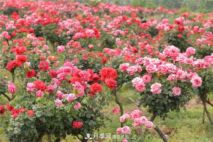 用臥龍月季花海裝扮 把襄陽(yáng)變得更美(圖2)