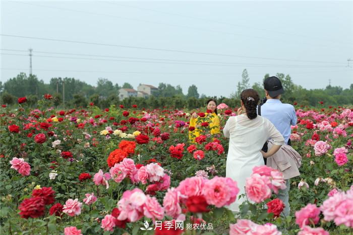 用臥龍月季花海裝扮 把襄陽(yáng)變得更美(圖3)