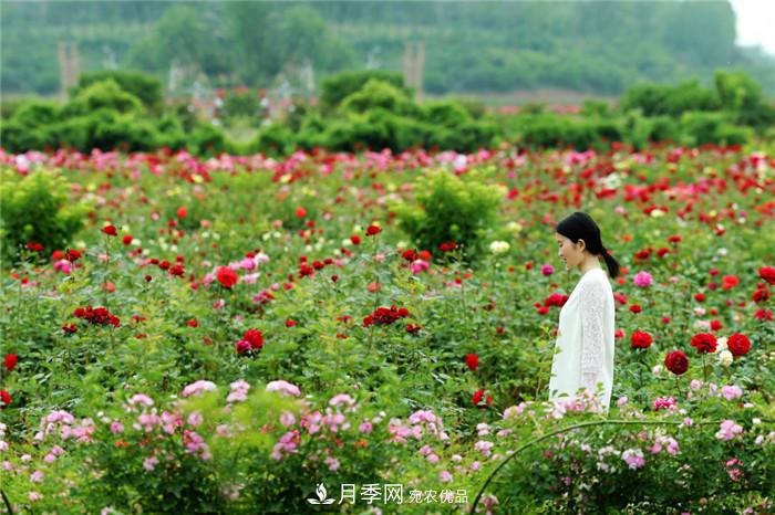 用臥龍月季花海裝扮 把襄陽(yáng)變得更美(圖4)