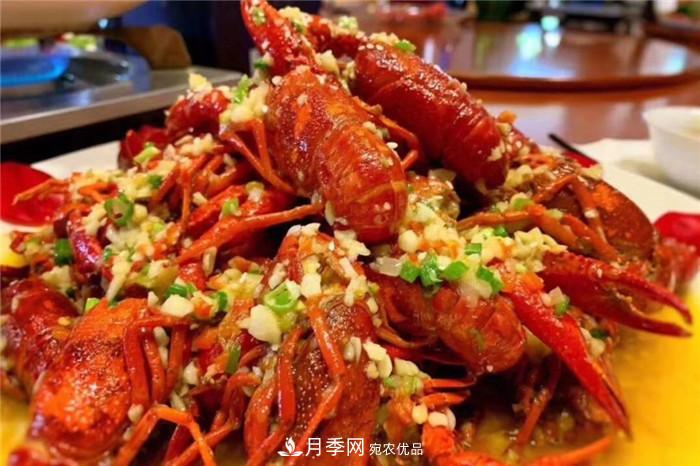 用臥龍月季花海裝扮 把襄陽(yáng)變得更美(圖5)