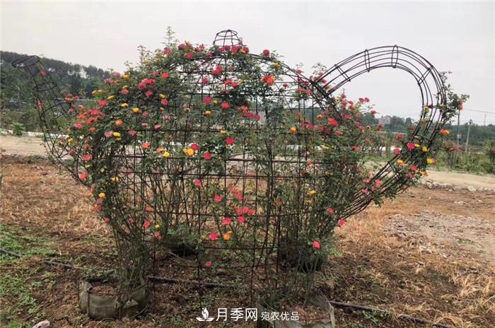 用臥龍月季花海裝扮 把襄陽(yáng)變得更美(圖8)