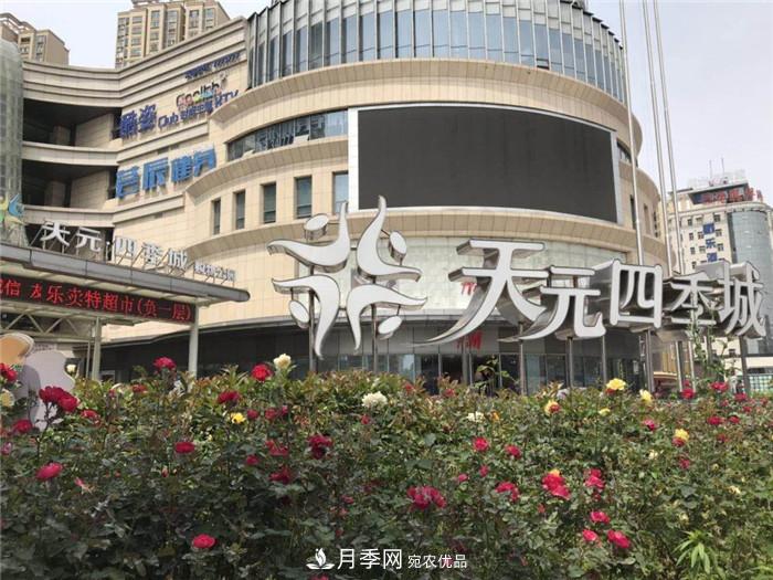 用臥龍月季花海裝扮 把襄陽(yáng)變得更美(圖9)