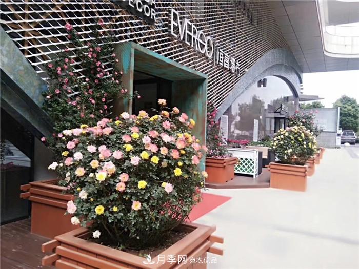 用臥龍月季花海裝扮 把襄陽(yáng)變得更美(圖10)