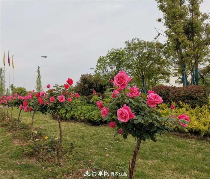 用臥龍月季花海裝扮 把襄陽(yáng)變得更美(圖11)