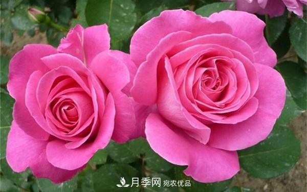 濃香月季**名，你知道是哪個(gè)月季品種嗎？(圖3)