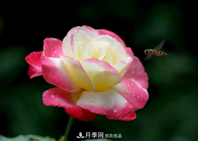 ***香月季花排行榜前十名是哪些品種？(圖1)