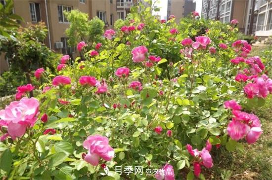 藤本月季怎么爬藤，修剪得當正確牽引(圖1)