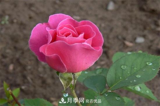 藤本月季怎么爬藤，修剪得當正確牽引(圖2)