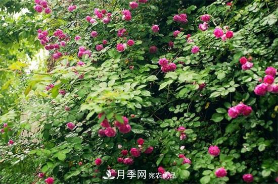 藤本月季怎么爬藤，修剪得當正確牽引(圖3)