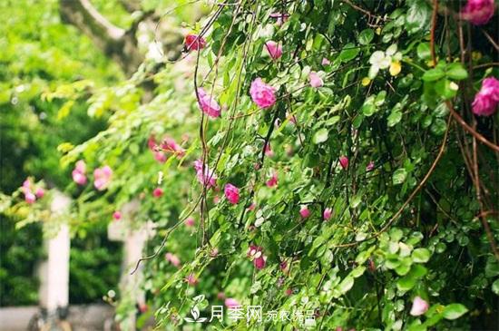 藤本月季怎么爬藤，修剪得當正確牽引(圖4)