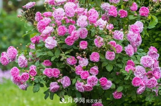 月季施肥時(shí)間和方法(圖3)