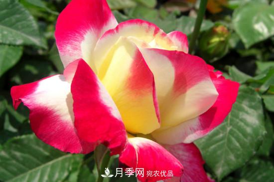 月季白粉病怎么治？月季白粉病的治療方法(圖2)
