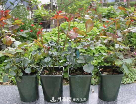 月季花換盆注意事項(圖1)