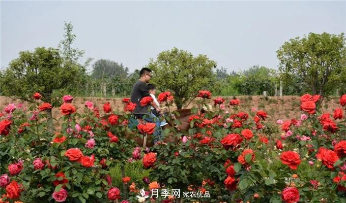 賞月季 南陽(yáng)西峽縣黃獅月季文化園更讓人流連忘返(圖2)