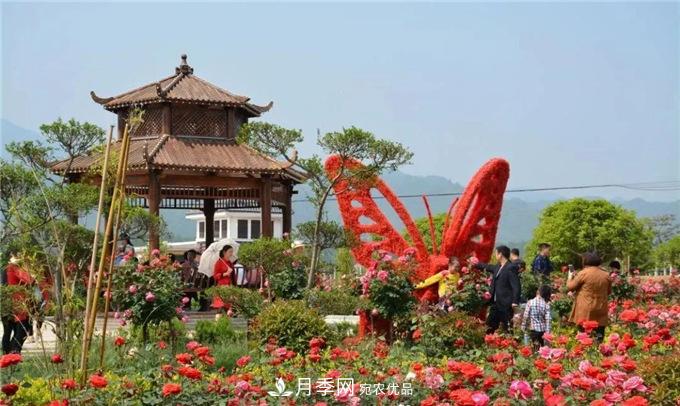 賞月季 南陽(yáng)西峽縣黃獅月季文化園更讓人流連忘返(圖3)