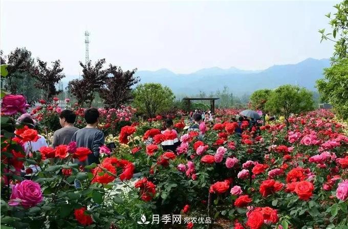 賞月季 南陽(yáng)西峽縣黃獅月季文化園更讓人流連忘返(圖4)