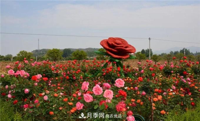 賞月季 南陽(yáng)西峽縣黃獅月季文化園更讓人流連忘返(圖8)
