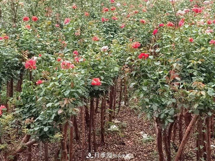 4公分樹(shù)狀月季價(jià)格，批發(fā)推薦南陽(yáng)樹(shù)狀月季基地(圖2)