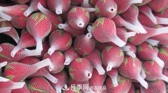 卡羅拉是玫瑰還是月季？(圖1)