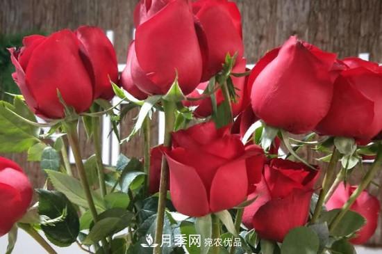 卡羅拉是玫瑰還是月季？(圖3)